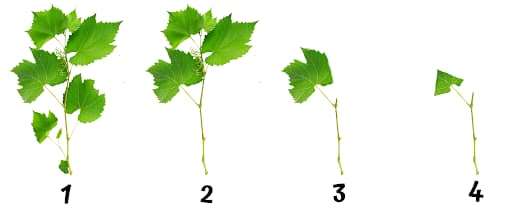 bouture-vigne-rameau