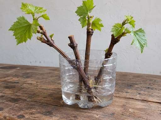 bouturer-vigne-eau