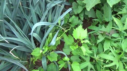 bouturer-vigne-sabloponie