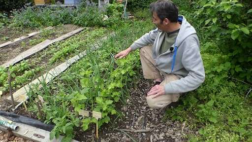 boutures-vignes-pleine-terre