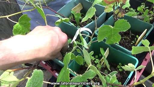 boutures-vignes-pot