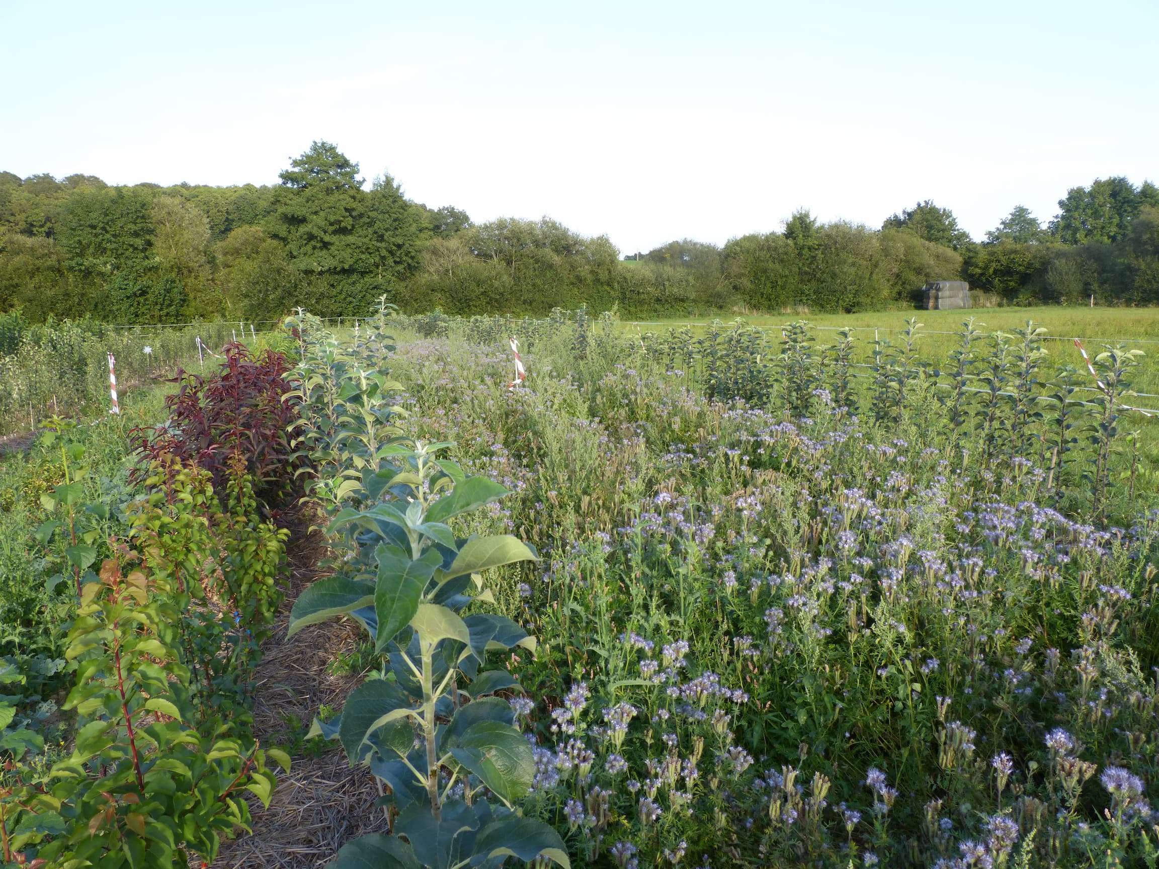pepiniere-d-envies-P1220921
