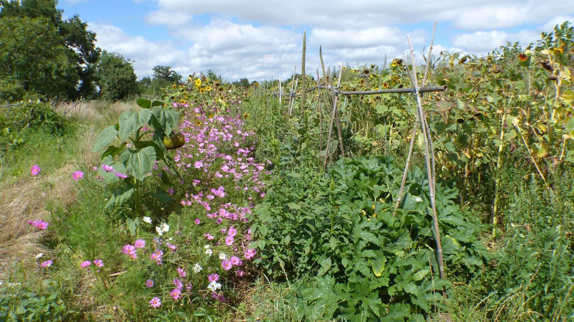 petite-pepiniere-arbres-legumes-fleurs