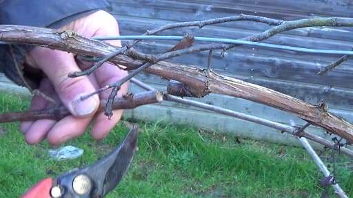 prelever-boutures-vignes