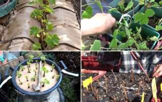 reussir-boutures-vignes-resistantes-permaculture
