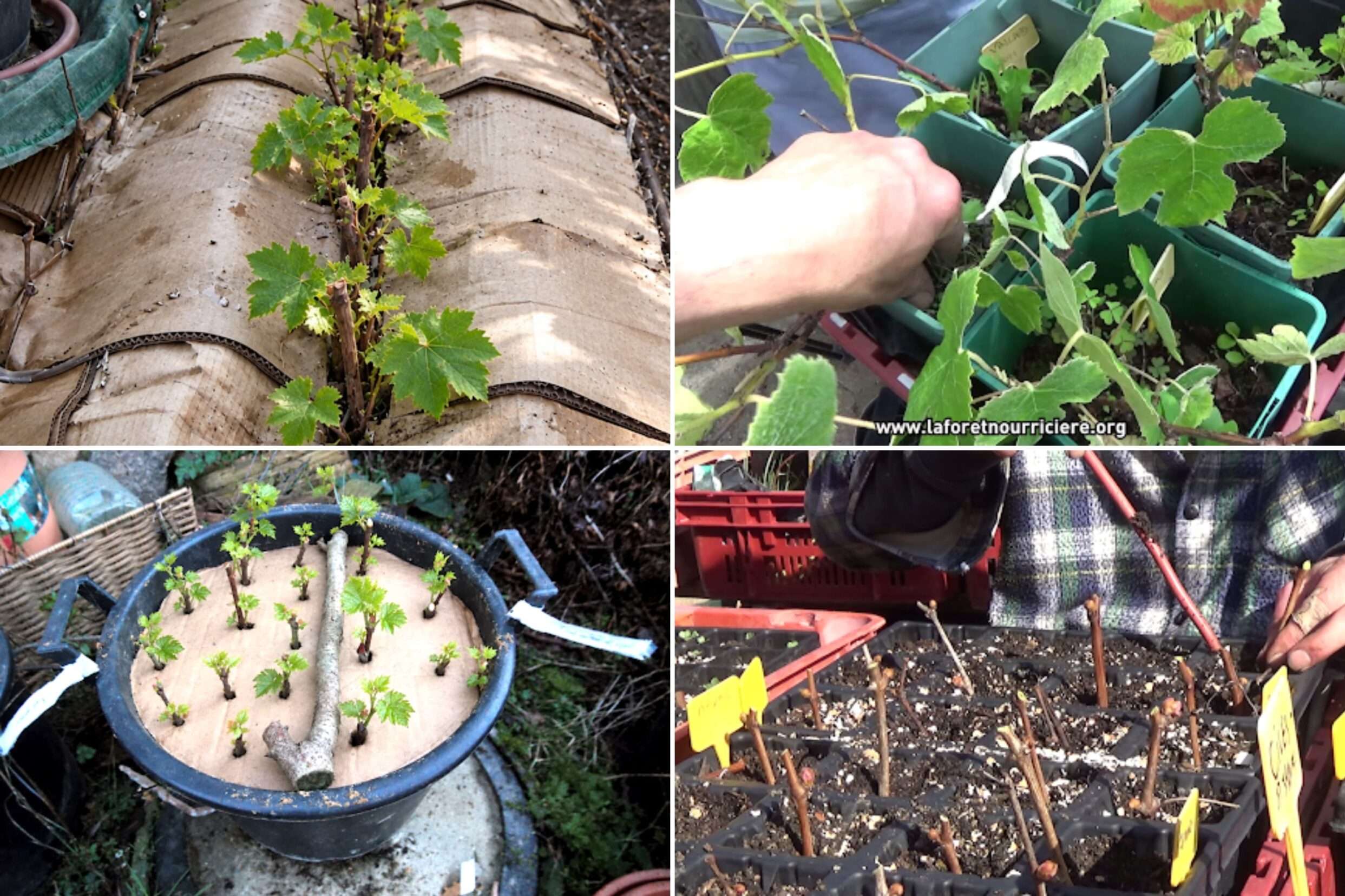 reussir-boutures-vignes-resistantes-permaculture